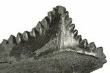 Bizarre Shark (Edestus) Jaw Section with Tooth - Carboniferous #312512-2